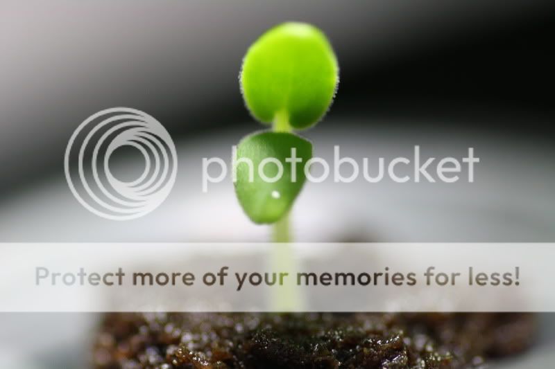 Cleaning London Cleaning Lady London Ontario